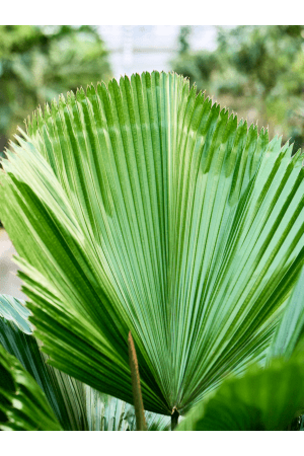 Licuala Grandis