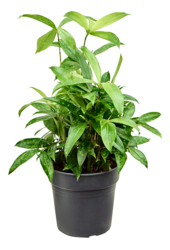 Dracena Surculosa