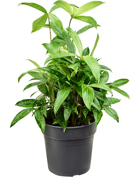 Dracena
