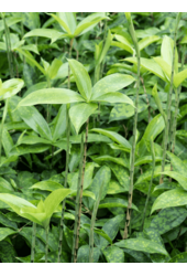 Dracena Surculosa