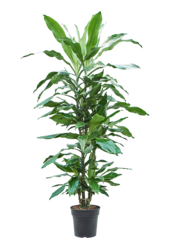 Dracaena Fragrans Burundii