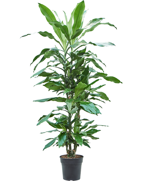 Dracaena