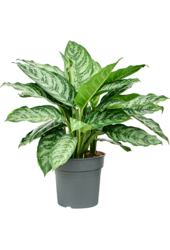 Aglaonema Chantal