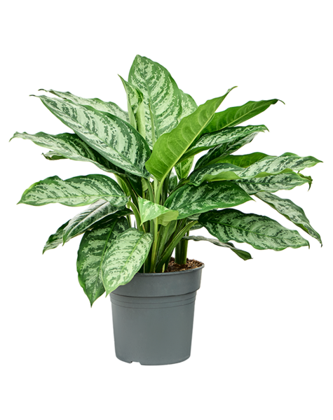 Aglaonema