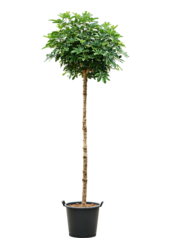 Szeflera Arboricola Compacta