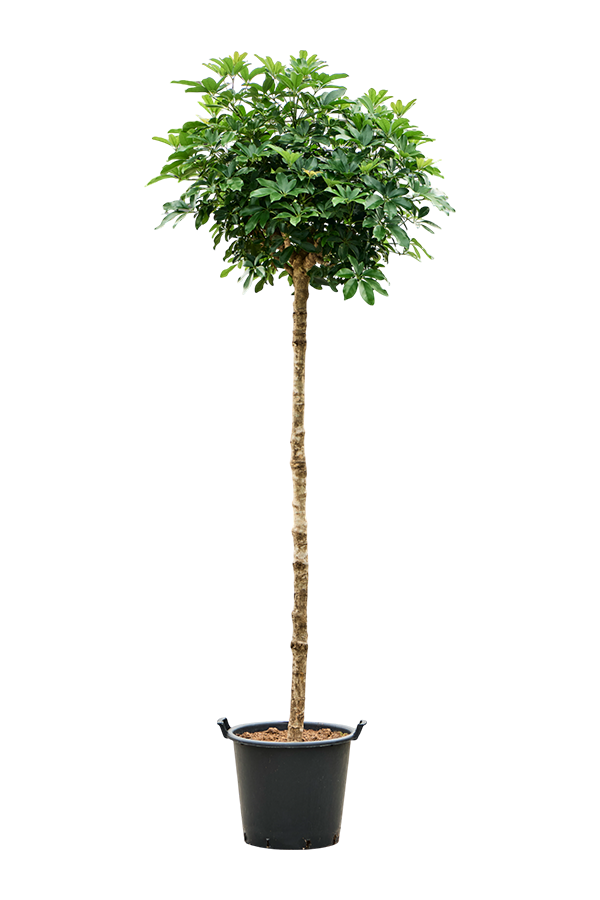 Szeflera Arboricola Compacta