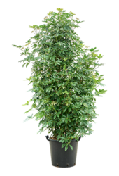 Szeflera Arboricola Compacta (200-220)