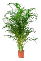 Dypsis (Areca) Lutescens