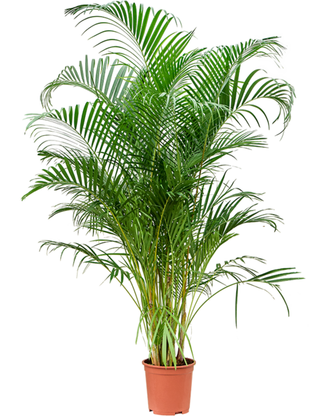 Dypsis