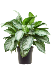 Aglaonema Silver Bay