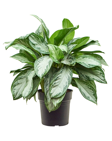 Aglaonema