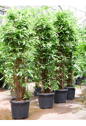 Dracena Surculosa (160-200)