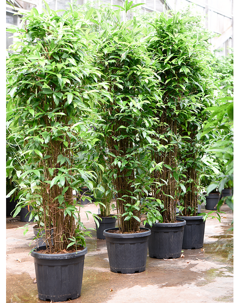 Dracena