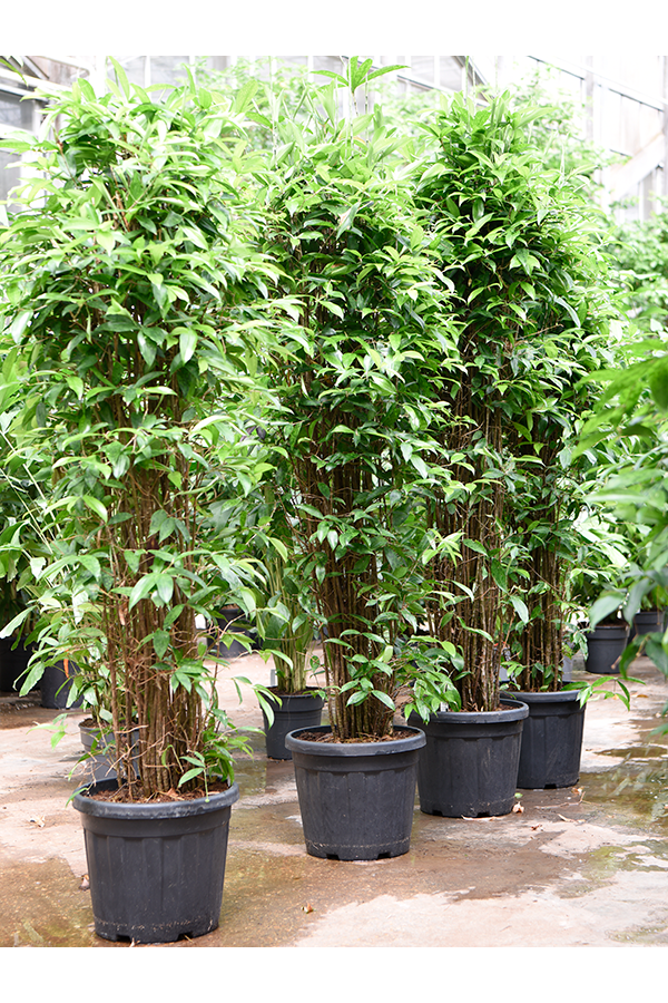 Dracena Surculosa (160-200)