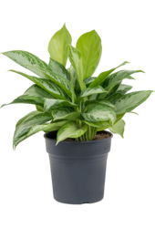 Aglaonema Silver Bay