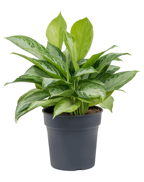 Aglaonema