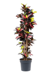 Kroton (Codiaeum) Variegatum Mrs. Iceton