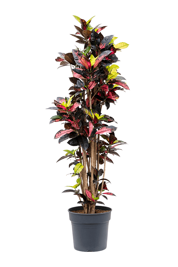 Kroton (Codiaeum) Variegatum Mrs. Iceton