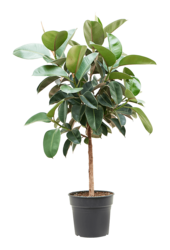 Ficus Elastica Robusta