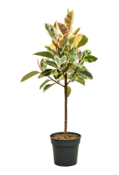 Ficus Elastica Tineke
