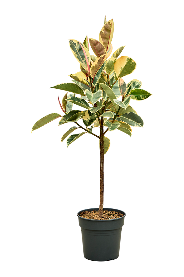 Ficus Elastica Tineke