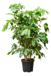 Schefflera Actinophylla Amate (160-220)