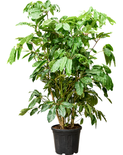 Schefflera