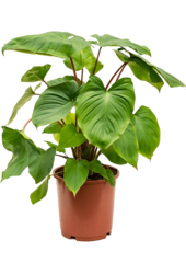 Homalomena Rubescens Maggy