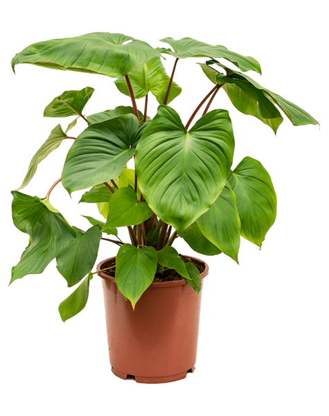 Homalomena
