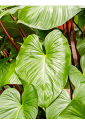 Homalomena Rubescens Maggy