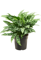 Aglaonema Maria