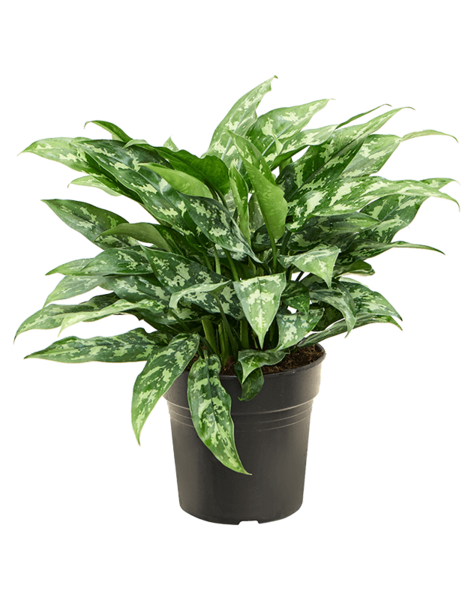 Aglaonema