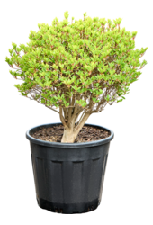Enkianthus Perulatus