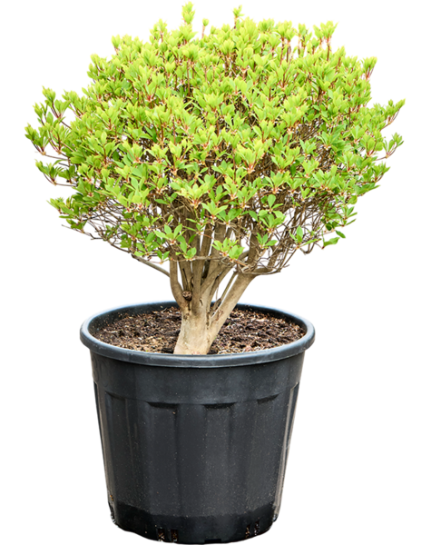 Enkianthus