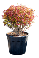 Enkianthus Perulatus