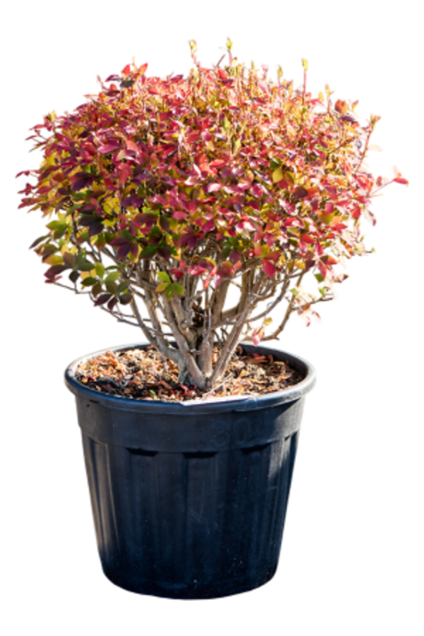 Enkianthus Perulatus