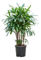 Rhapis Excelsa