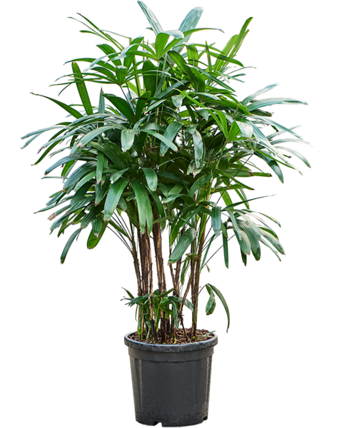 Rhapis