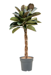 Ficus Elastica Burgundy