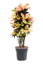 Kroton (Codiaeum) Variegatum Mrs. Iceton (105-135cm)