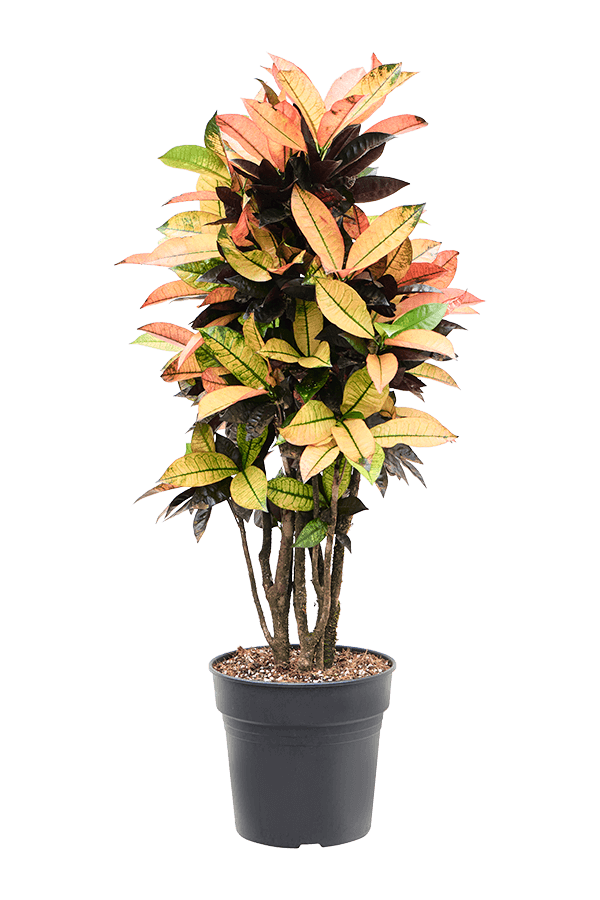 Kroton (Codiaeum) Variegatum Mrs. Iceton (105-135cm)