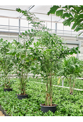 Caryota Mitis(2.30-3.00M)