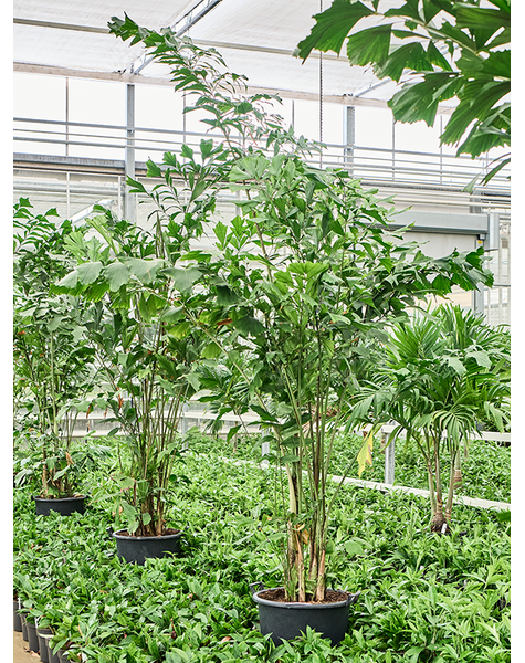 Caryota