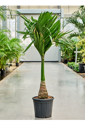 Areca Catechu Karłowata (150-170)