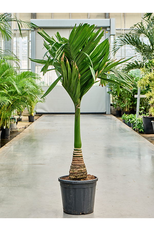 Areca Catechu Karłowata (150-170)