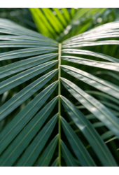 Areca Catechu Karłowata (150-170)
