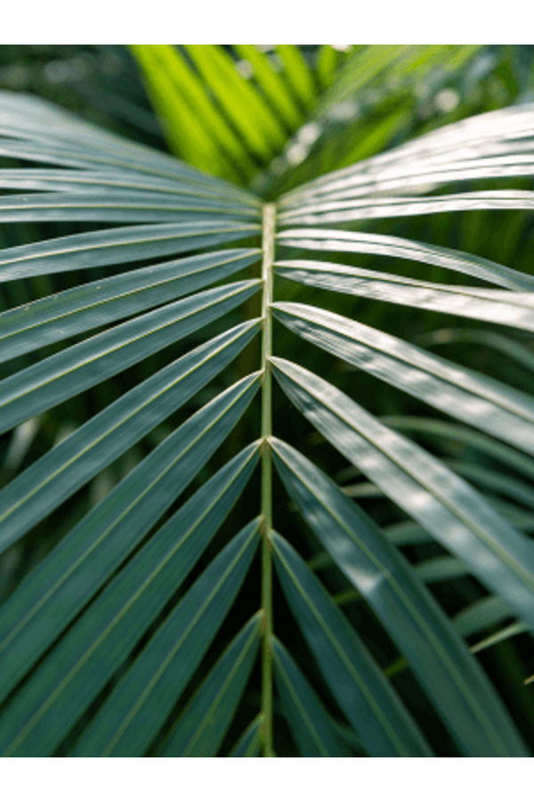 Areca Catechu Karłowata (150-170)