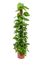 Scindapsus (Epipremnum) Aureum