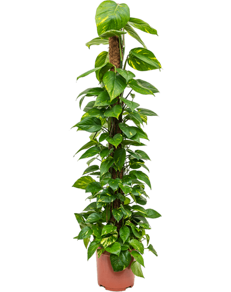 Scindapsus