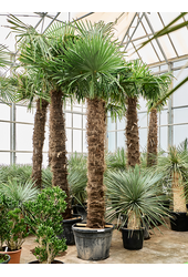 Trachycarpus Fortunei (350-400)